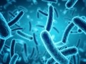 listeria thumbnail.jpg